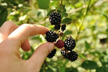 УДОБРЕНИЕ АГРЕКОЛ ДЛЯ СМОРОДИНЫ, МАЛИНЫ, ЕЖЕВИКИ