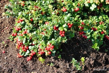 Микориза ЧЕРНИКА РОДОДЕНДРОНА ВЕРЕСКА мицелий