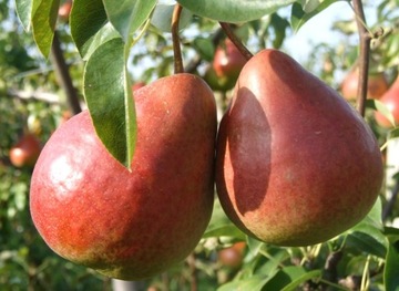 Микориза ЯБЛОКО И ГРУША крупноплодная 1,5л