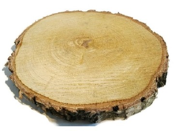 Plaster drewna krążek drewniany brzoza 20-25cm