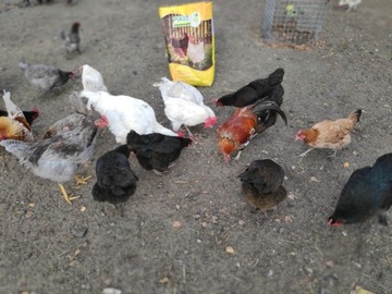 LYOSKA G LOAD, Комбикорм, корм для кур-несушек, 25КГ