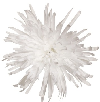 CHRYZANTEMA IGIEŁKOWA GŁÓWKA BIAŁA 13 cm