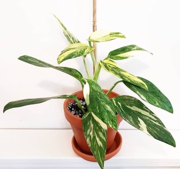 Philodendron COBRA -Monstera standleyana Variegata