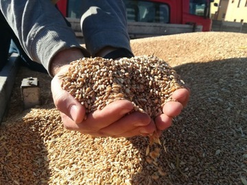 Пшеница, зерно, фураж, зерно, фураж, 25кг