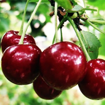 Cook Line HICIOR вишневая косточка