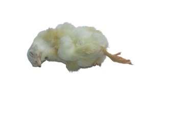 Однодневные цыплята/цыплята, замороженные, 1кг