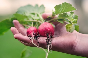 COMPO BIO ПОЧВА ДЛЯ ПОМИДОРОВ, ПЕРЦА, ОВОЩЕЙ 15 л