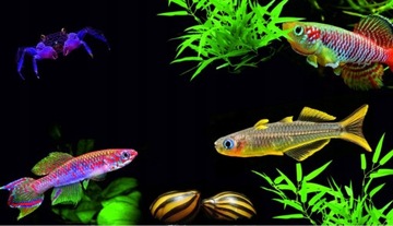 Rak Cambarellus Patzcuarensis Orange CPO akwa_fan