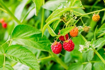 УДОБРЕНИЕ АГРЕКОЛ ДЛЯ СМОРОДИНЫ, МАЛИНЫ, ЕЖЕВИКИ