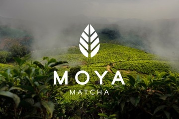 BIO HERBATA ZIELONA MATCHA CODZIENNA PROSZEK 100 g