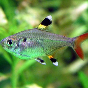 Prystelka Pristella maxillaris WYSYŁKA akwa_fan