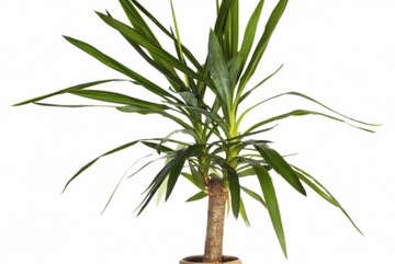 AGRECOL КОНДИЦИОНЕР УДОБРЕНИЯ ГЕЛЬ ДЛЯ JUK Palm Dracen