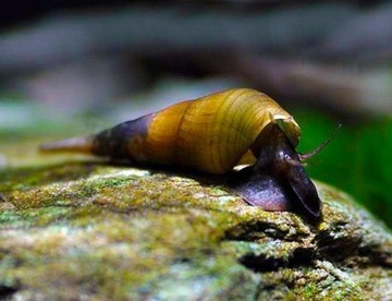 Улитка STENOMELANIA TORULOSA LONG NOSE akwa_fan