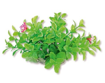 HYGROPHILA 10 CM DUŻA ROŚLINA DO AKWARIUM 1f13