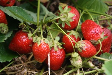 УДОБРЕНИЯ 5кг ЧЕРНИКА МАЛИНА КЛУБНИКА ЧЕРНИКА Крыжовник