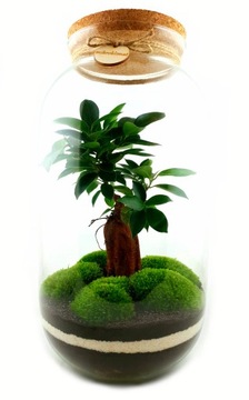 MikroKlimat Las w słoiku wys.42 Bonsai WYSYŁKA