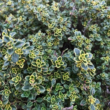 ТРАВЫ ДЛЯ ВАНН и ухода за ногами травяная смесь на выбор