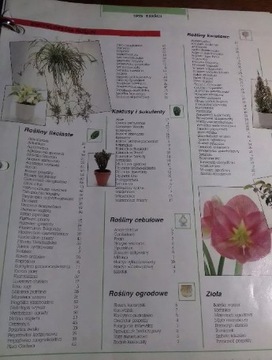 Карточки «Волшебные растения» с растениями Журнал о растениях