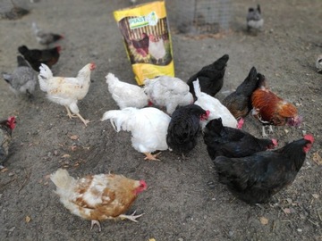 LYOSKA G LOAD, Комбикорм, корм для кур-несушек, 25КГ