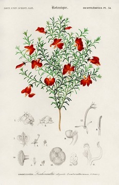 Plakat, rycina - Lechenaultia formosa 40x30 kwiaty
