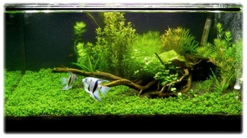 Hemianthus callitrichoides CUBA Чашка 10см InVitro