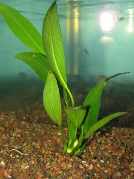 Anubias congensis RARITY Хороший САМЫЙ ДЕШЕВЫЙ Saxon4