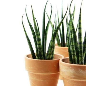 Sansevieria 'Fernwood Mikado'-pręgowane liście