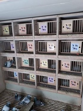 наклейки для мишеней диаметром 10 см.