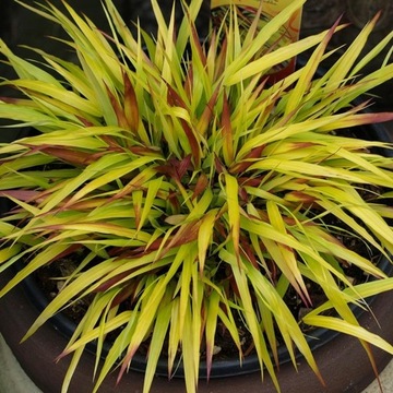 TRAWA Hakonechloa smukła SUNFLARE hit NOWOŚĆ
