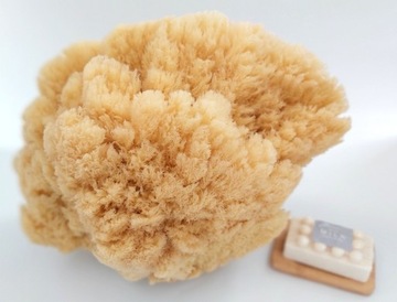 Губка SEA Sponge Natural Grass Тропическая губка среднего размера