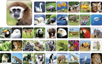 ИГРА НА ПАМЯТЬ ПАМЯТЬ ЗОО ЖИВОТНЫЕ АДАМИГО