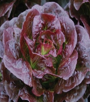 Sałata dębolistna czerwona RED SALAD BOWL nasiona