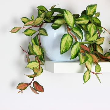 Hoya carnosa 'Tricolor' ZŁOTO RÓŻOWE liście M