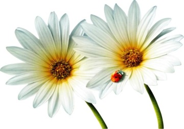 наклейки на стену РАЗНОЦВЕТНЫЕ ЦВЕТЫ