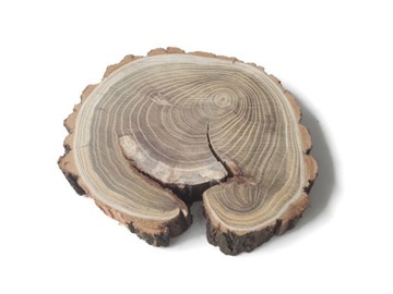 Drewniane Plastry drewna Akacja szlifowane 14-16 cm