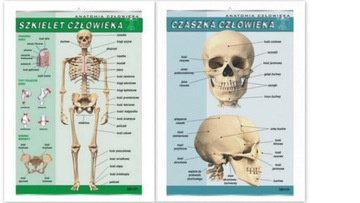 Szkielet człowieka + czaszka PLANSZA 70X100