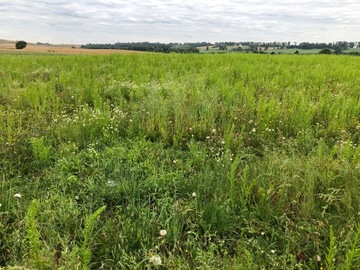 Spelled Ancient для спортивных кур и голубей 20 ECO