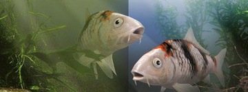 TETRA POND АЛГОРЕМ ДЛЯ ЗЕЛЕНЫХ ВОДОРОСЛЕЙ 500 МЛ