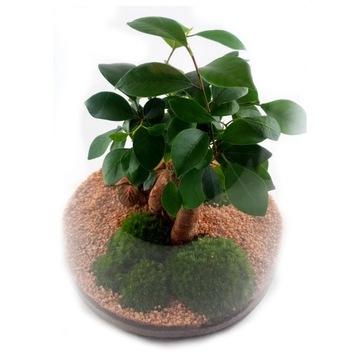 МикроКлимат Лес в банке диаметром 42 см, идеален для подарка.