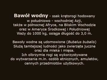 Гребень из рога для БОРОДЫ, волос и усов [H631]