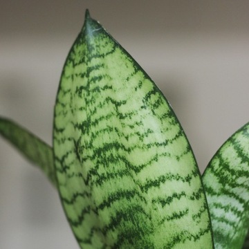 Sansewieria 'Green Hahnii' -wzorzyste liście