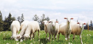 Утеплитель из овечьей шерсти - Шерстяная тесьма