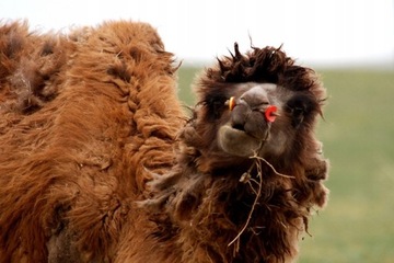ШЕРСТЯНОЙ МАТРАС ИЗ ВЕРБЛЮЖЬЕВОЙ ШЕРСТИ латекс CAMEL 180