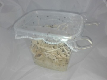 Плодовые мушки Drosophila hydei нелетающие 200 шт.