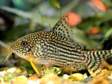 Kirys STERBAI corydoras kirysek WYSYŁKA akwa_fan
