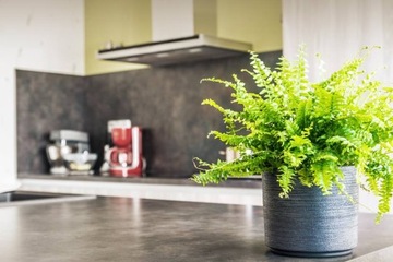 Субстрат Compo Sana для зелени и пальм 20л