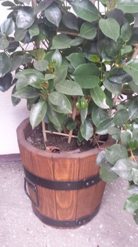 МАЛЕНЬКИЙ КРУГЛЫЙ ЦВЕТОЧНЫЙ ГОРШОК ДЕРЕВЯННЫЙ САДОВЫЙ ЦВЕТОЧНЫЙ ГОРШОК ЦВЕТОЧНАЯ КЛУМБА 9л