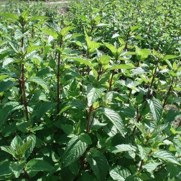 Набор ТРАВЫ ДЛЯ ВАННЫ XL тип 3в1 на выбор