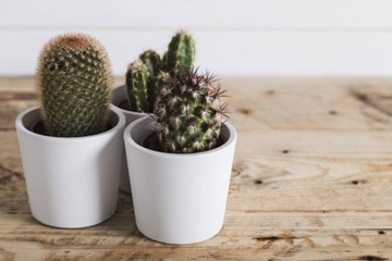 Грунт-субстрат для кактусов 3л Субстрал