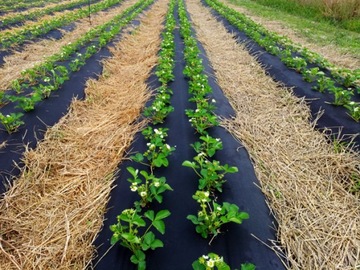 Kołki do agrotkaniny agrowłókniny siatki krety 50 szt 12,5cm Szpilki Kotwy
